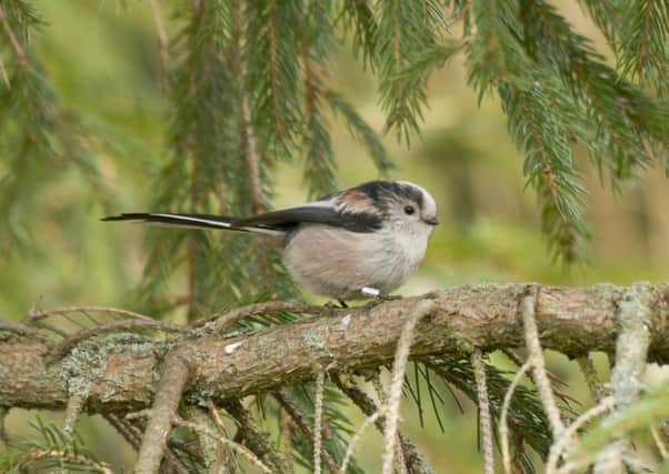 Long-tailed tits rose up the ranks of Scottish garden visitors. Picture: PA