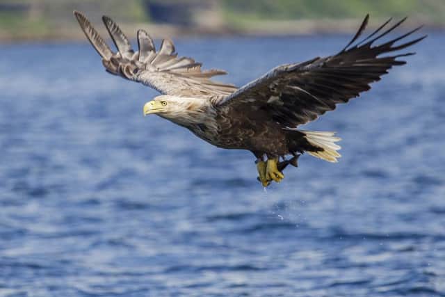 Catch of the Day (White Tailed Eagle, Isle of Mull). Picture: Max Eve, age 10, Hexham, Northumberland. Winner Junior Scottish Nature Photographer of the Year 2015