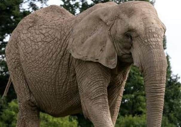 Toto is the second last elephant left in Scotland. Picture: Blair Drummond