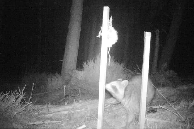 Non-native raccoon caught on camera