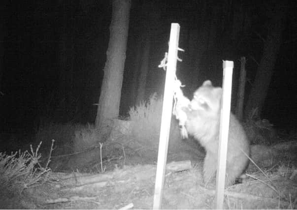 Raccoon spotted near Garve in the Highlands