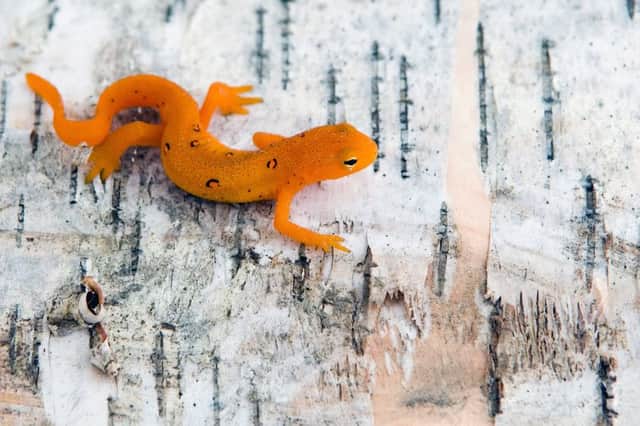 Induced multipotent stem cell treatment mimics the way salamanders regenerate their limbs, say scientists. Picture: M. Scott Hussey