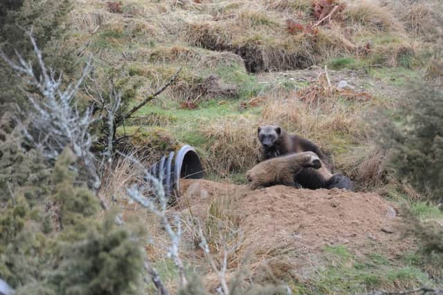 The wolverine with one of the rare kits. Picture: Highland Wildlife Park