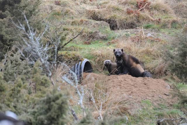 It is the first time wolverine kits have been born in Scotland and just the third time in the UK. Picture: Highland Wildlife Park