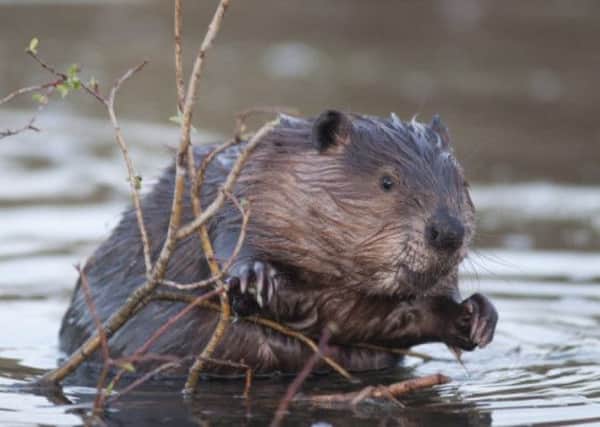 A wild beaver has been found dead on Monifieth beach in Angus