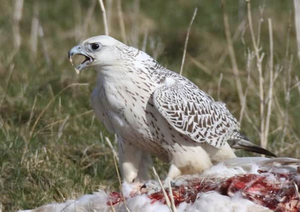 A gyrfalcon rarely spotted in Scotland on the island of North Uist in the Outer Hebrides feeding on a swan. Picture: Bob McMillan/SWNS