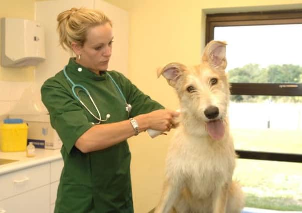 Dog owners face fine if dogs are not microchipped