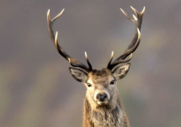 Researchers believe island deer were first brought by stone age humans from as far away as central Europe, suggesting they were highly-prized assets and possibly used for bartering. Picture: TSPL