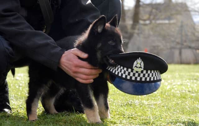 German Shepherd puppy Bodie is eager to get started. Picture: ANA