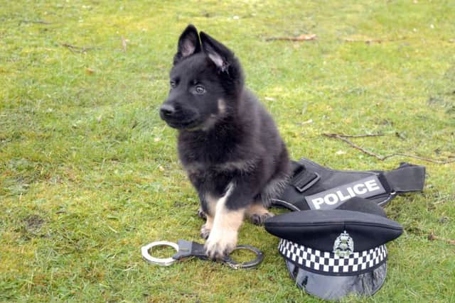 Eventually he will take to the streets side-by-side with officers to combat crime in the Granite City. Picture: TSPL