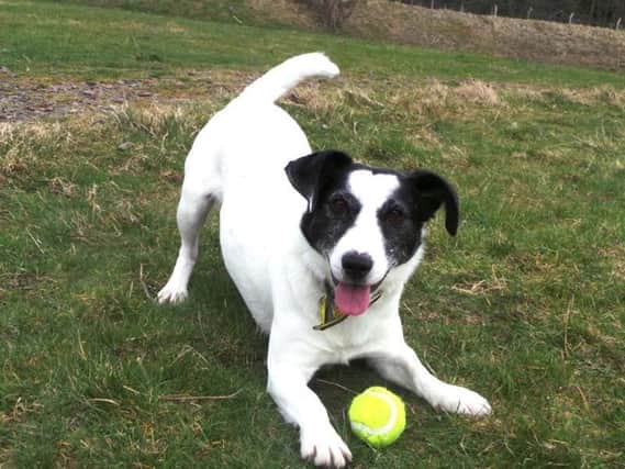 Older dogs like Dodger still have all the energy of a younger dog. Picture: Dogs Trust Glasgow