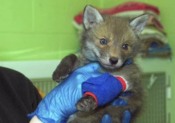 Nevada is being nursed back to health at the Scottish SPCA's National Wildlife Rescue Centre in Fishcross. Picture: Hemedia