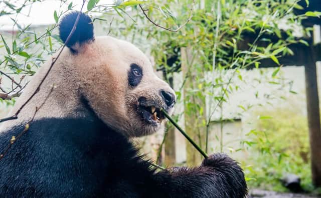 One of the giant pandas at Edinburgh Zoo, where scientists hope that by analysing the animals scats they will help the species to avoid extinction in the wild. Picture: Ian Georgeson
