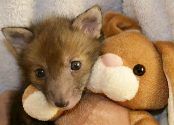Puggles the fox cub with his toy bunny. Picture: SWNS