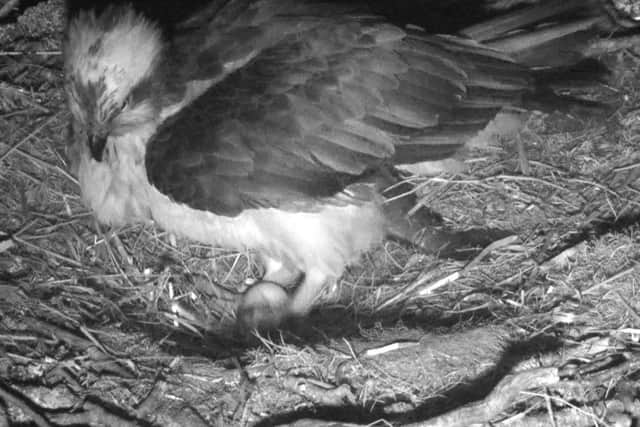 The osprey are likely to lay another one or two eggs this season Picture: Scottish Wildlife Trust