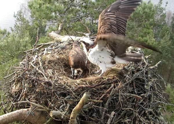 The breeding pair have lain their first egg this season Picture: Scottish Wildlife Trust