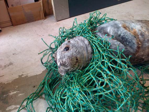 A seal had to be rescued from a Scottish beach after becoming tangled in a fishing net at Cruden Bay
