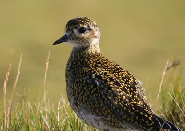 A drop in 80 per cent of Golden Plover has been recorded. Picture: wikipedia