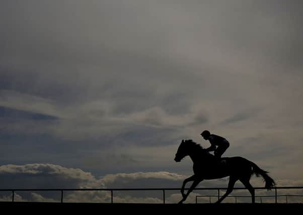 File photo of a racehorse. The stable has high hopes for Horsey McHorseface. Picture: Getty Images