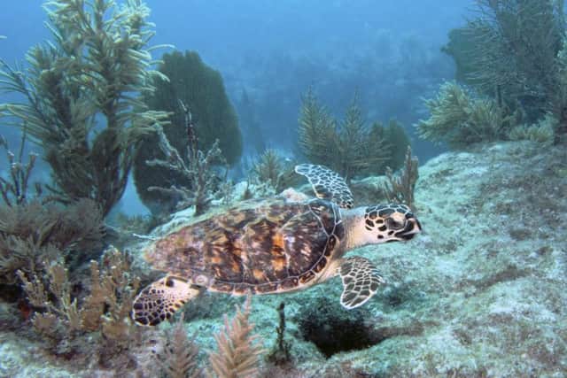 A Hawksbill sea turtle swims along Molasses Reef in Key Largo, Florida
