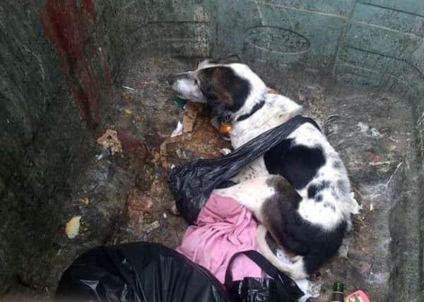 The dog, which was found in a distressed state in a bin on Dundonald Street in Dundee, was later put to sleep. Picture: Scottish SPCA
