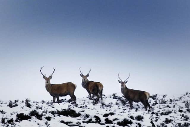 Three wild red deer stags cover the hills looking for food after snows near Aviemore. Picture: David Cheskin/PA