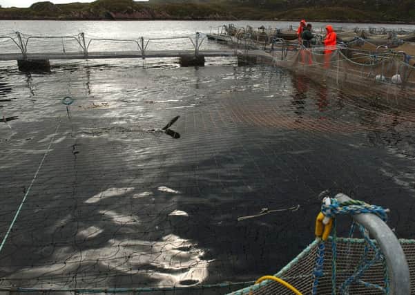 The Loch Duart Salmon Farm near Scourie in Sutherland.   Picture: Stephen Mansfield