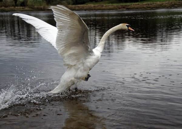 Swan released on River Tay after recovering from being shot with arrow