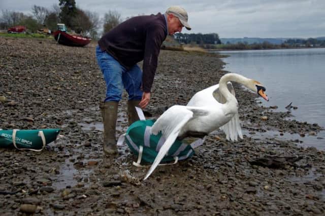 Swan is released by SSPCA after recovering from being shot by arrow