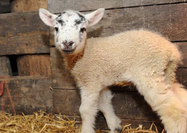 Our rural businesses can often be low volume - but large impact. Picture: Kimberley Powell