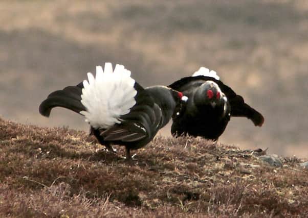 Black grouse. Picture: Contributed