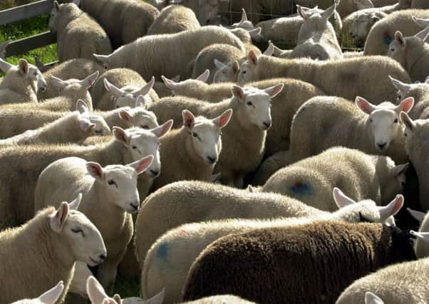Sheep farmers are urged to be on their guard after rustlers struck in Dumfries & Galloway. Picture: TSPL
