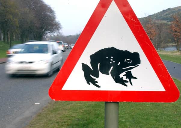 Migrating toads cause problems in Edinburgh
