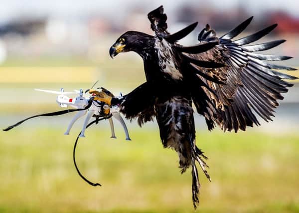 An eagle of the Guard from Above company grasps a drone during a police exercise in Katwijk, in the Netherlands, on March 7, 2016. Picture: AFP/Getty Images