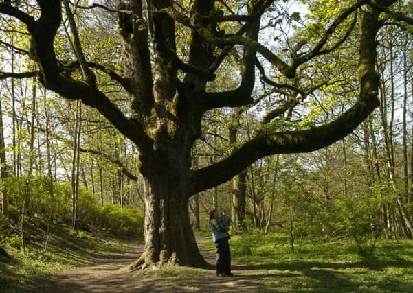 Birnham oak tree. Picture Jon Savage