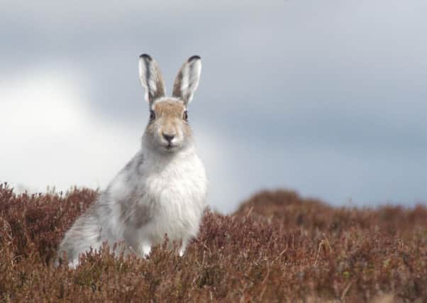 Mountain hares are nocturnal  which makes them difficult to count as they shelter in forms during the daytime. Picture: Contributed