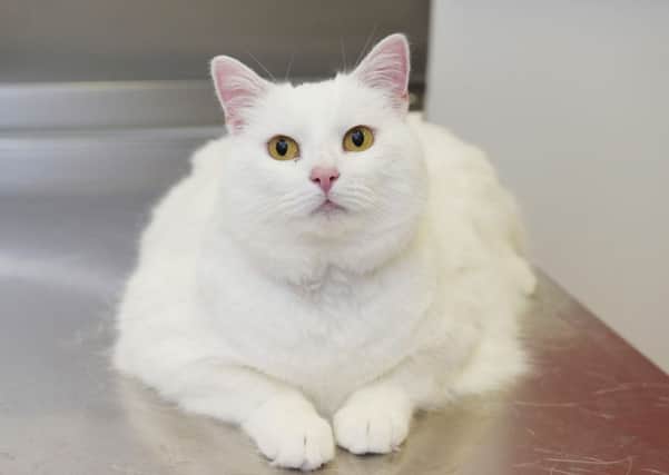 Entei, an overweight cat from Dundee, has reached the finals of a UK-wide pet slimming competition. Picture: Sandy Young/PDSA/PA Wire