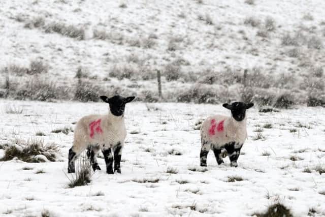 Spring lambs in heavy snow near Abington, Lanarkshire. Picture: Hemedia