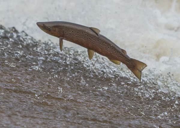 US salmon firm fined for claiming Chilean fish is Scottish