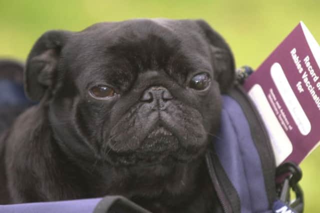 Frodo Baggins the pug with his pet passport. Picture: PA