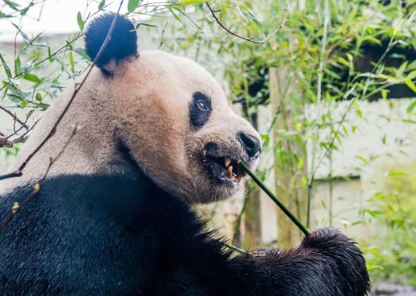 Female panda Tian Tian is yet to produce a cub during her time in Scotland. Picture: Ian Georgeson