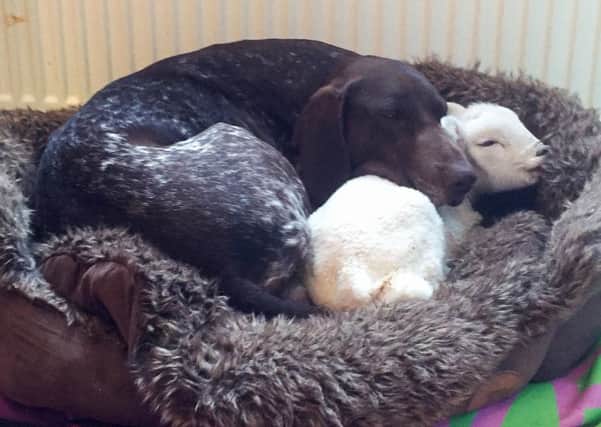 The baby lamb and and shorthaired pointer Jess curl up in bed together. Picture: F Stop Press/Rod Kirkpatrick