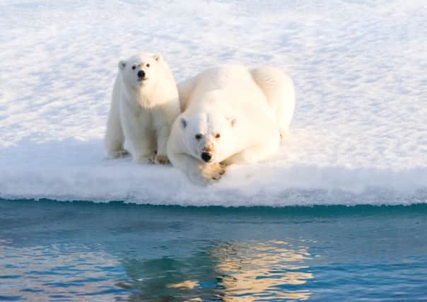 Polar bears. Picture: Lisa Young