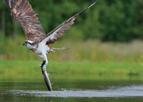 Ospreys feed on large fish such as trout and salmon, which they catch from the surface of lakes using specially adapted claws