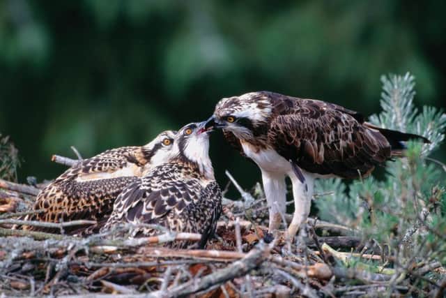 An osprey female feeding two well-grown young at nest