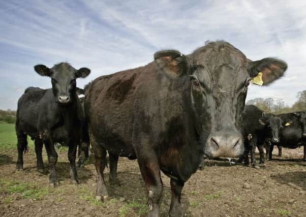 Farming leaders welcomed the move over beef imports. Picture: Christopher Furlong/Getty Images