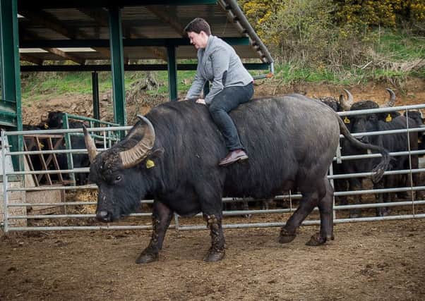 Ruth Davidson rides 007, the buffalo, in Auchtertool, Fife. Picture: Wullie Marr/Deadline News