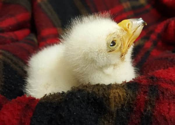 The Verreauxs eagle chick survives despite almost being chilled to death by faulty refrigeration equipment