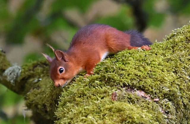 Red squirrels are mostly to be found in Scotland. Picture: PA