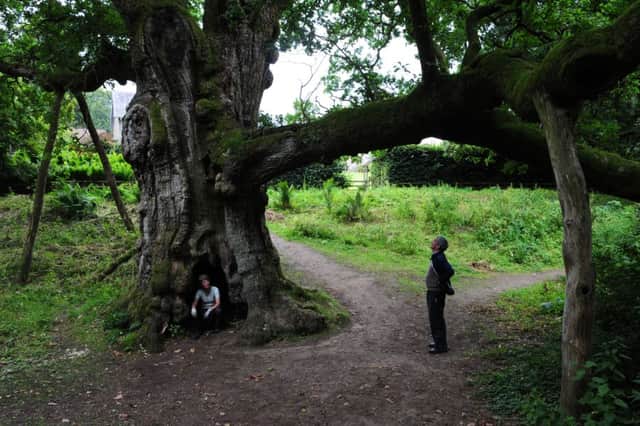 The Birnam Oak.  Picture: Ian Rutherford